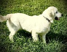 English Cream Golden Retriever - Photo 6