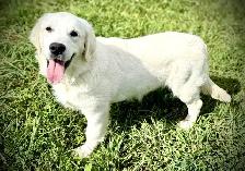 English Cream Golden Retriever - Photo 7