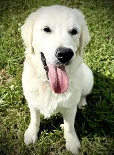 English Cream Golden Retriever - Photo 8