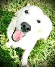 English Cream Golden Retriever - Photo 9