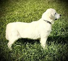 English Cream Golden Retriever - Photo 10