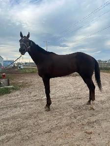 Large Thoroughbred Looking A New Home!
