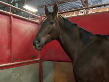 Large Thoroughbred Looking A New Home! - Photo 2