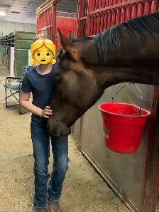 Large Thoroughbred Looking A New Home! - Photo 3