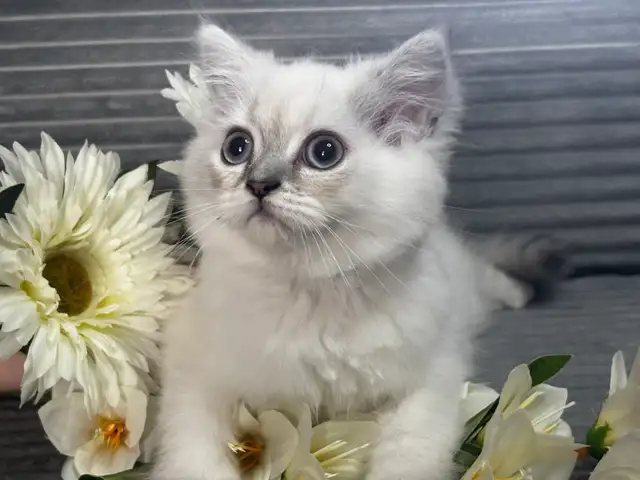 Chaton himalayen bleu point