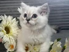 Chaton himalayen bleu point