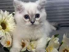 Chaton himalayen bleu point - Photo 2