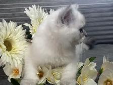 Chaton himalayen bleu point - Photo 3