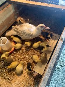 Muscovy family