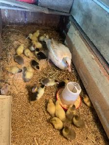 Muscovy family - Photo 2