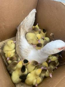 Muscovy family - Photo 3