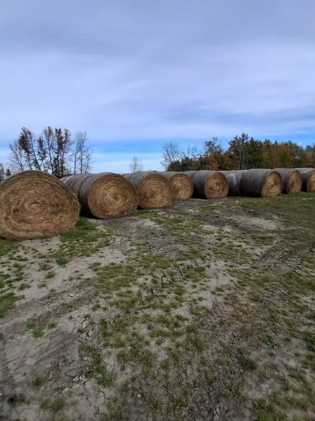 Hay for sale