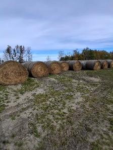 Hay for sale