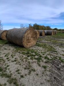 Hay for sale - Photo 2