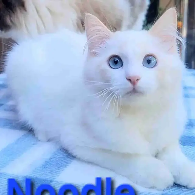 TICA Registered Kitten