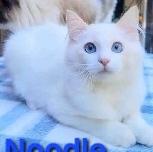 TICA Registered Kitten