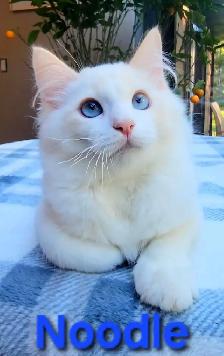 TICA Registered Kitten - Photo 2