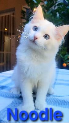TICA Registered Kitten - Photo 3