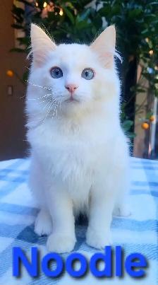TICA Registered Kitten - Photo 4