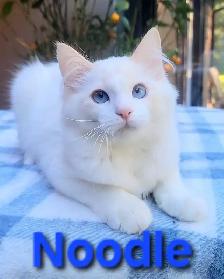 TICA Registered Kitten - Photo 5