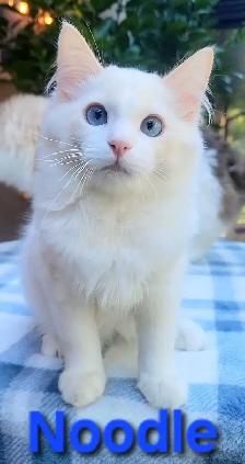 TICA Registered Kitten - Photo 6