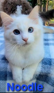 TICA Registered Kitten - Photo 7