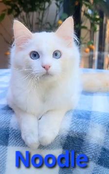 TICA Registered Kitten - Photo 8