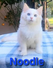 TICA Registered Kitten - Photo 9