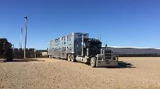 Bale/ Cattle hauler
