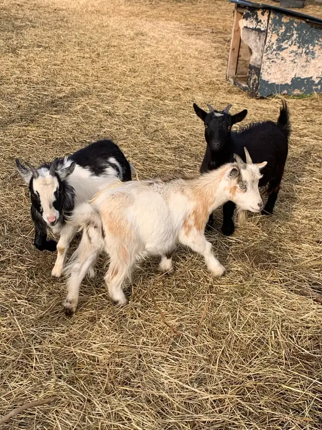 1 yr old miniature goat doelings