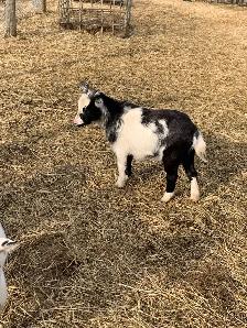 1 yr old miniature goat doelings - Photo 2