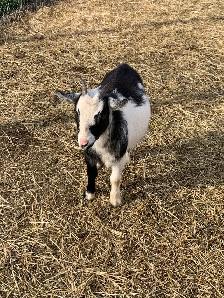 1 yr old miniature goat doelings - Photo 3