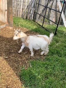 1 yr old miniature goat doelings - Photo 4
