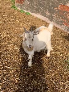 1 yr old miniature goat doelings - Photo 5