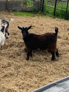 1 yr old miniature goat doelings - Photo 6