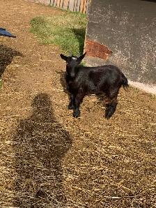 1 yr old miniature goat doelings - Photo 7