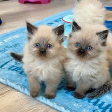 Himalayan kittens