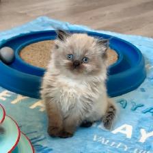 Himalayan kittens - Photo 2