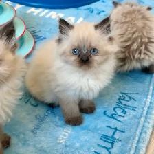 Himalayan kittens - Photo 3