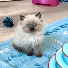 Himalayan kittens - Photo 4