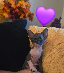 sphynx chatons - Photo 4