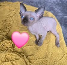 sphynx chatons - Photo 5