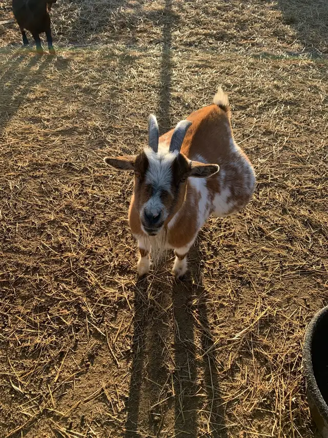 7 yr old miniature goat doe