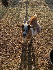 7 yr old miniature goat doe