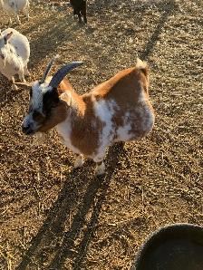 7 yr old miniature goat doe - Photo 2