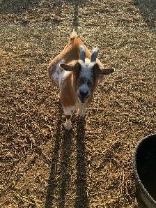 7 yr old miniature goat doe - Photo 3