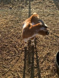 7 yr old miniature goat doe - Photo 4