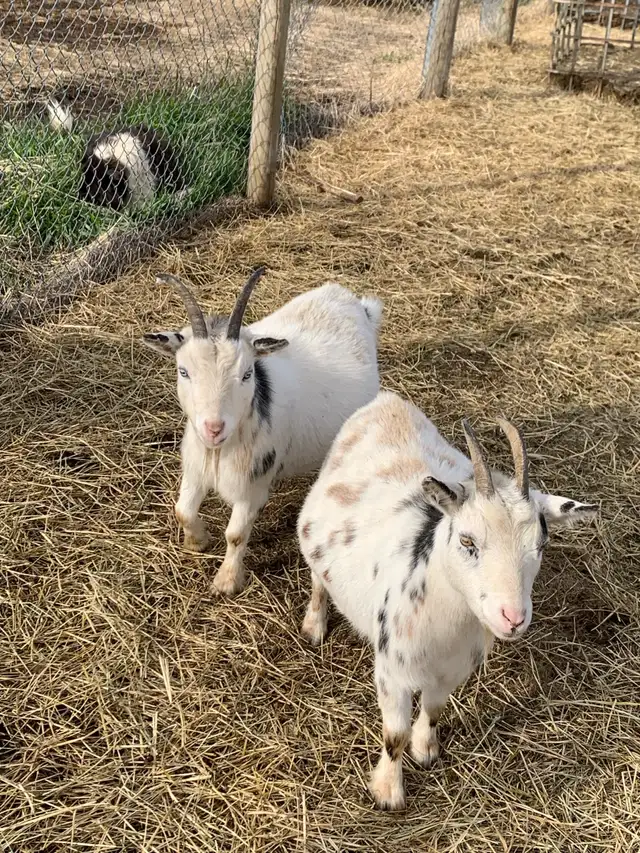 2-4 yr old miniature goat does