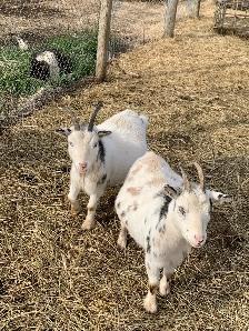 2-4 yr old miniature goat does
