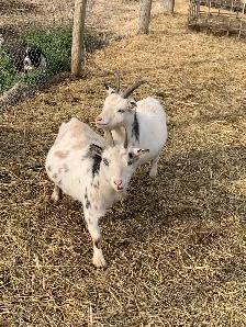2-4 yr old miniature goat does - Photo 2